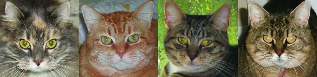 4cat2 4cat2